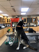 Chief the Lab Dog
