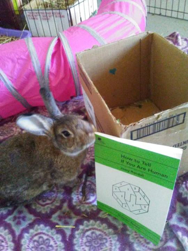 bunny and book