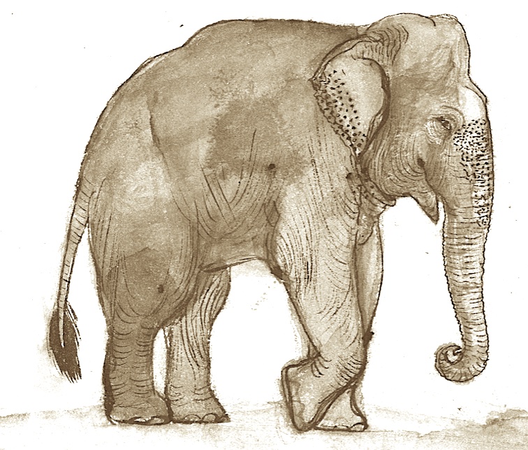 elephant