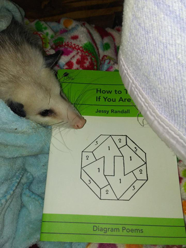 possum and book