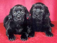 Sable x 
Hoover Puppies at 7 weeks.